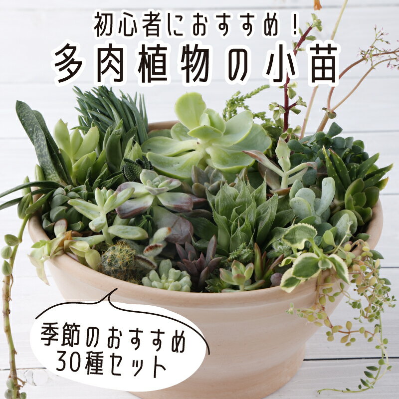 【ふるさと納税】 多肉植物の小苗30本セット（30種類アソート）10000円 可愛い ミニサイズ 人気 オススメ 趣味 インテリア ナチュラル 自然 風水 緑 かわいい 初心者 おすすめ ギフト 菜園 緑 しょくぶつ たにくしょくぶつ 自然 プレゼント 誕生日 送料無料 sh016