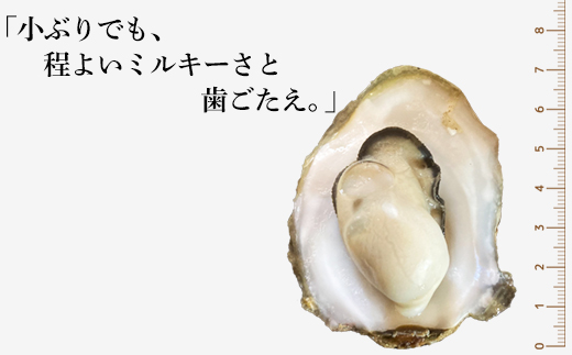 【北海道産】生牡蠣 殻付き 1kg (15～18個) 生食 シングルシー