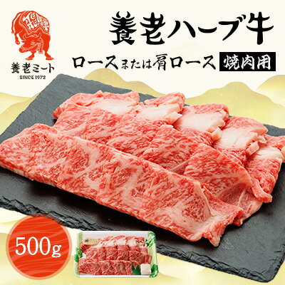 【ふるさと納税】養老ハーブ牛　ロースまたは肩ロース　焼肉用　500g【配送不可地域：離島】【1273633】
