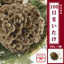 【ふるさと納税】【のし付き】100日まいたけ 500g×1株【配送不可地域：離島・沖縄県】【1429422】