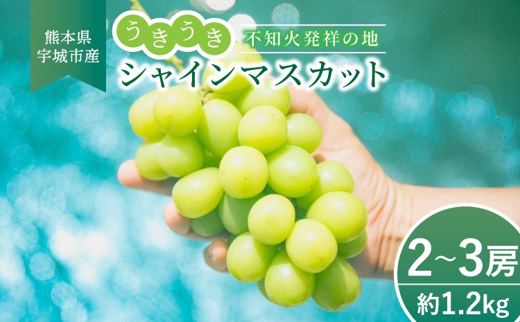 
            シャインマスカット うきうき シャインマスカット 2～3房 約1.2kg  【2025年7月下旬より順次発送】 ぶどう 果物 大粒 高級 ブドウ 葡萄 マスカット 宇城市産 熊本県産 九州産 国産 冷蔵 不知火発祥の地 
          