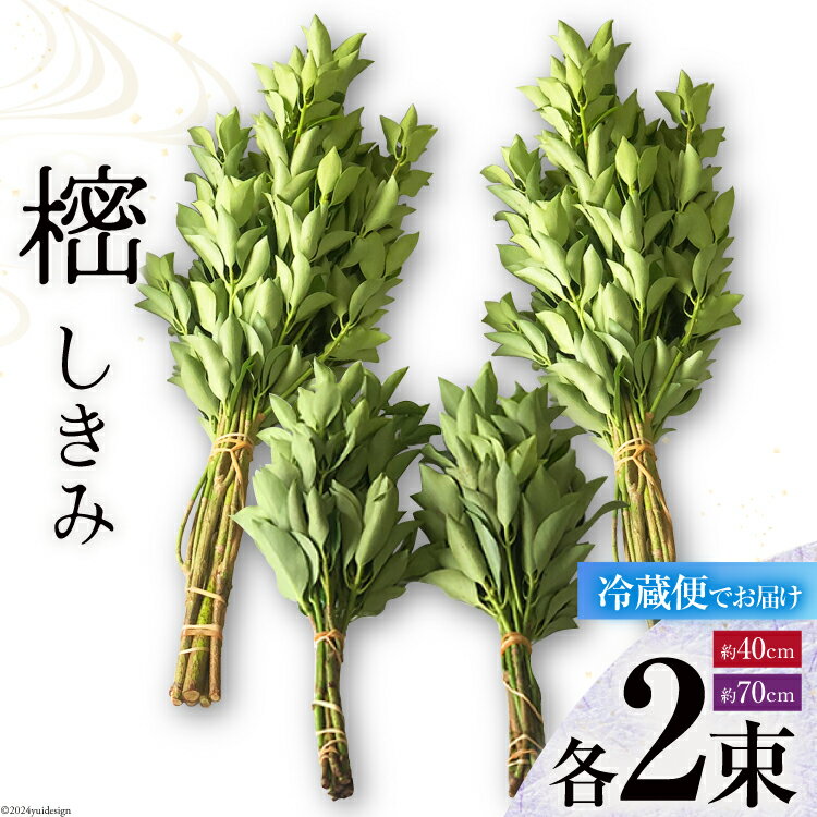 【ふるさと納税】しきみ しきび 4束 セット 70cm 40cm 各2束 [中村しきみ園 宮崎県 美郷町 31ay0003-NEW] 樒 シキミ 彼岸 お墓 おしきみ お彼岸 墓参り 宮崎県産 産 冷蔵便