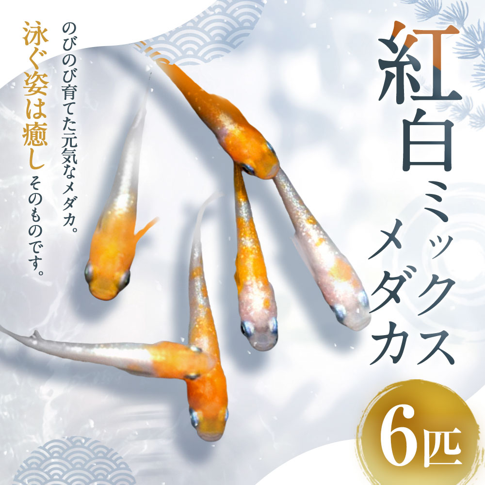 【ふるさと納税】紅白ミックスメダカ 6匹 1.5～3cm前後 生体 めだか 観賞魚 さかな 魚 飼育 ペット ひので屋 山梨県 中央市 送料無料