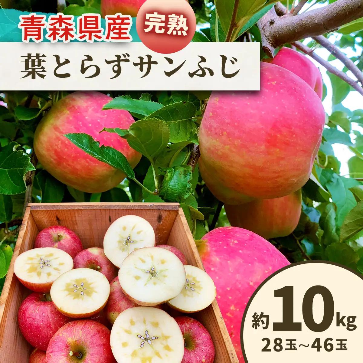 完熟！りんご 葉とらずサンふじ 10kg [1088] | 青森 つがる