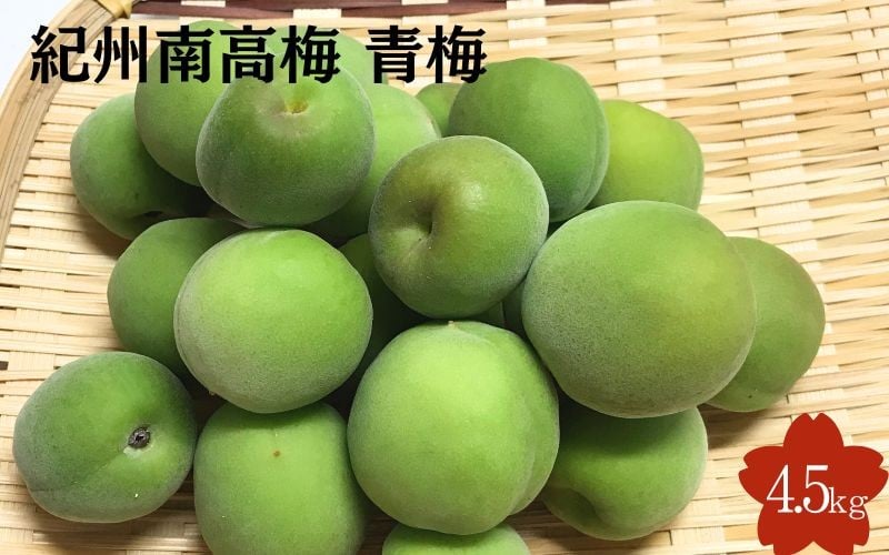 
            【2026年分先行予約】紀州南高梅　青梅 4.5kg サイズ混合（箱込み）※2025年5月下旬～順次発送予定 / 20000円 2万円 田辺市 果物 果実 くだもの かじつ 梅 生梅 梅干し うめぼし 梅酒 梅ジュース 梅シロップ 手作り 自家製 新鮮 収穫日発送 【sny002-1】
          