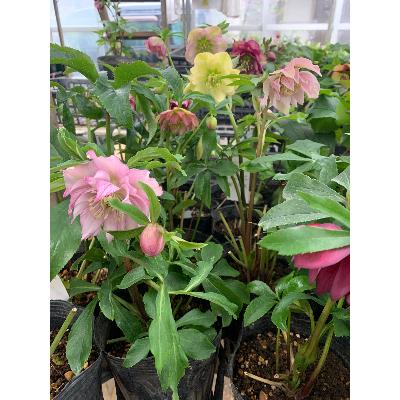 ふるさと納税 府中市 クリスマスローズのパイオニア　クリスマスローズ開花予定株お任せ2株セット |  | 02