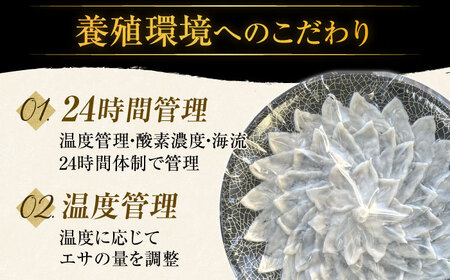 【12回定期便】活〆おうごんとらふぐ刺身セット2人前【（有）松永水産】[KAB155]/長崎 平戸 ふぐ 魚介類 ふぐ 魚 刺身 ふぐ とらふぐ ふぐ ポン酢 とらふぐ 平戸産とらふぐ 長�ｱ産とらふ