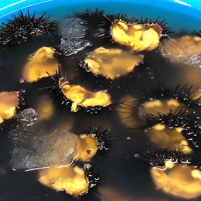 ふるさと納税 田野畑村 【令和8年7月〜順次発送】岩手県田野畑産 無添加塩水生うに 100g×2パック 産地直送 |  | 01