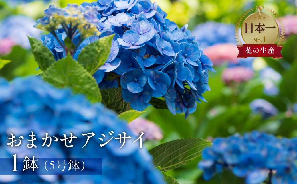 
            日本一の花のまち田原市！！ 生産者直送 アジサイ ５号鉢 おまかせ 生花 ギフト プレゼント 愛知県 田原市
          