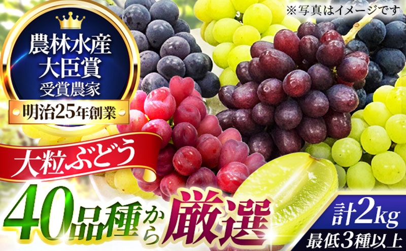 
                  大粒品種詰め合わせ(シャインマスカット含む)2.0サイズ
                