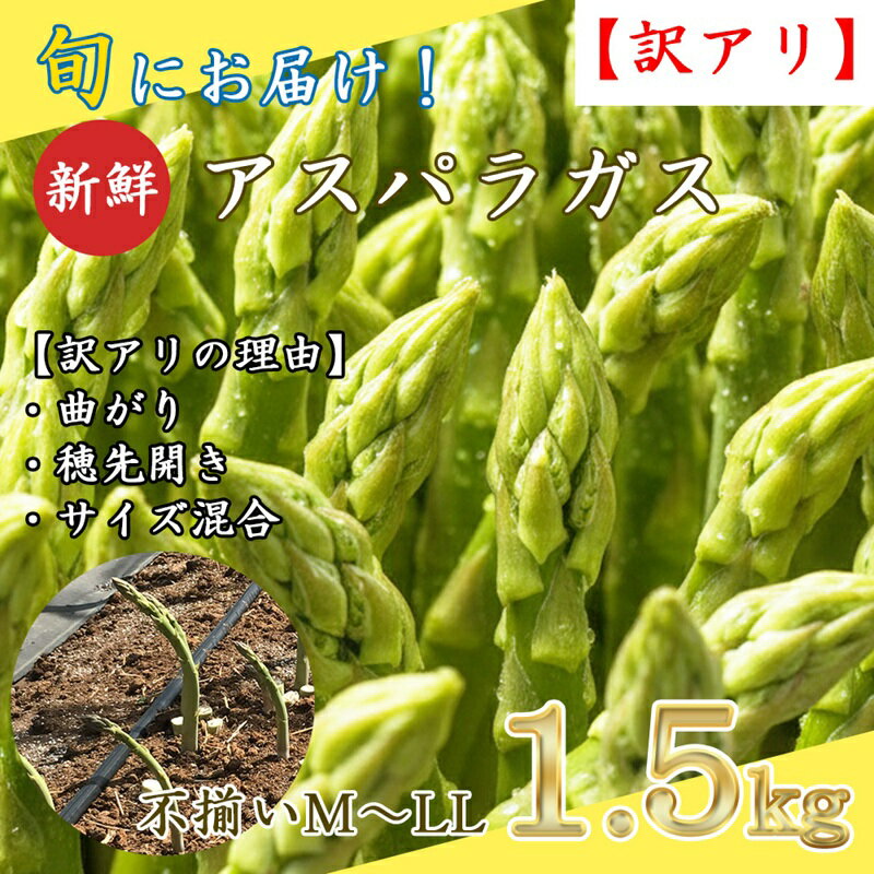 【ふるさと納税】【訳アリ】【先行予約】旬におとどけ！ アスパラガス 1.5kg サイズ混合 冷蔵便 産地直送 収穫即出荷 長野県 長和町　お届け：2026年4月1日～2026年4月18日