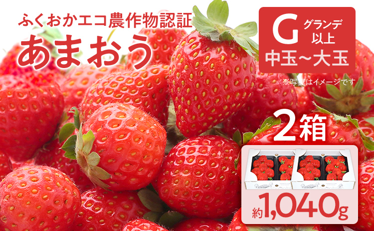 ふくおかエコ農作物認証あまおう G以上 2箱セット あまおう イチゴ 苺 いちご フルーツ 果物 くだもの 福岡県産 お取り寄せグルメ お取り寄せ 福岡 お土産 九州 福岡土産 取り寄せ グルメ 福岡