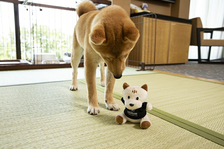 ワンちゃんと一緒にステイヒルトンドッグフレンドリールーム素泊まり（平日） 【ヒルトン 神奈川県 小田原市 】