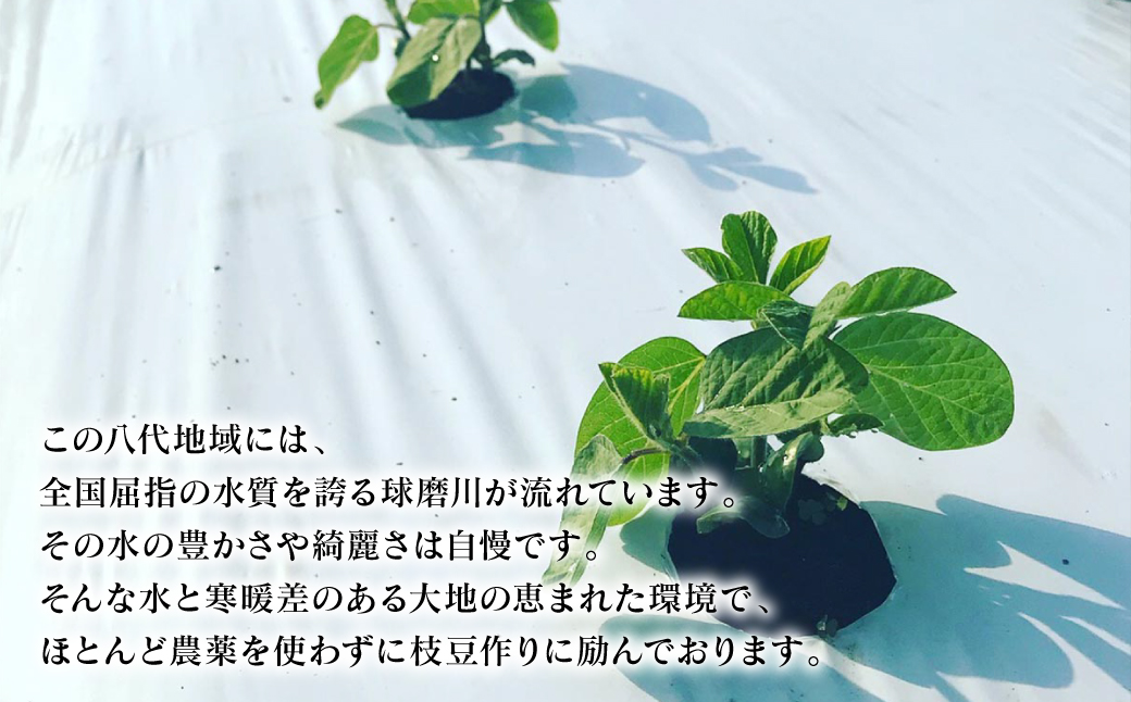 【先行予約】 熊本県八代市産枝豆 [湯あがり娘（茶豆風味）] 3kg 【2025年6月下旬より順次発送】