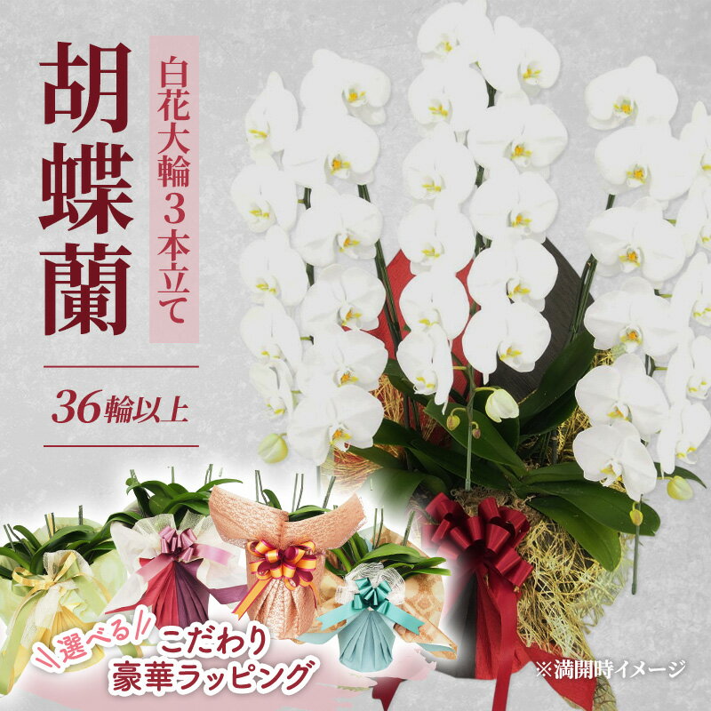 【ふるさと納税】【選べるこだわり豪華ラッピング】赤平長持ち胡蝶蘭白花大輪3本立て (36輪以上) 胡蝶蘭 花 ギフト プレゼント お祝い 贈り物 インテリア 植物　お届け：2026年5月上旬～10月下旬まで