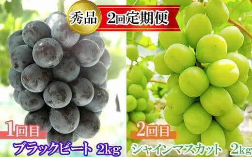 
            【2回定期便】【農家直送】厳選シャインマスカットとブラックビートの定期便
          