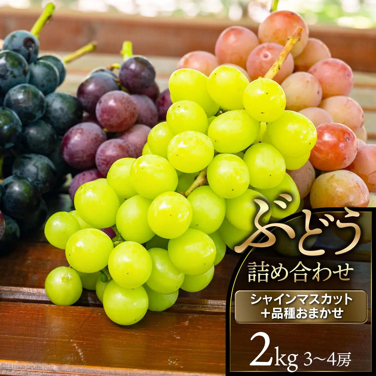 【令和8年産】 ぶどう詰め合わせ（品種おまかせ） 2kg（3～4房） 山形県鶴岡市 鶴岡中央青果