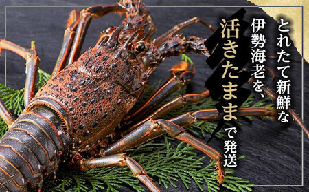 活 伊勢海老 1kg（2～4匹）南紀黒潮イセエビ 年末年始 お正月 お届け可｜期間限定 漁師直送 海鮮 海老 とれたて 人気