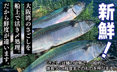 さごしフィレ 合計1kg以上 