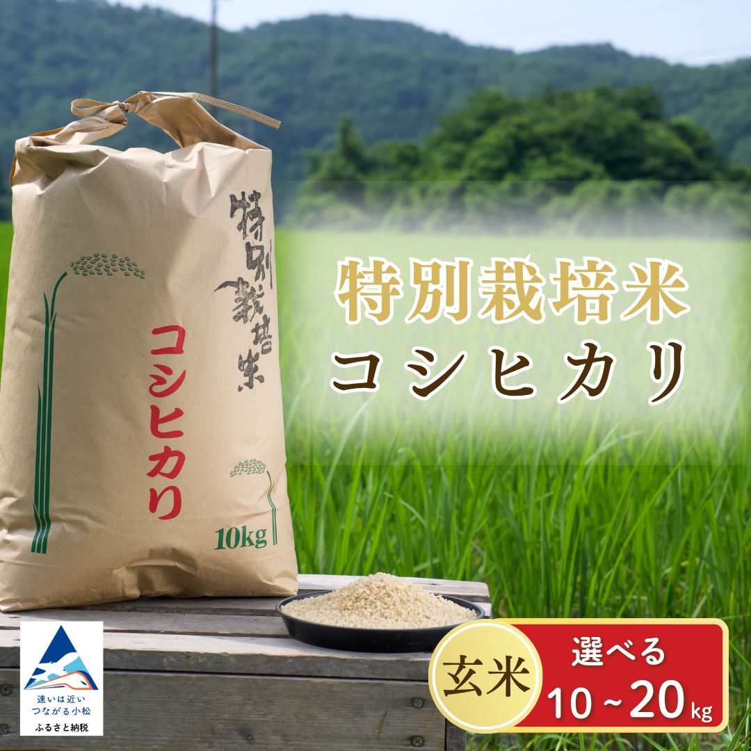 【ふるさと納税】 コシヒカリ 玄米 選べる 10kg / 20kg 米 お米 国産米 小松市 石川県 026030【エコファーム北陸】