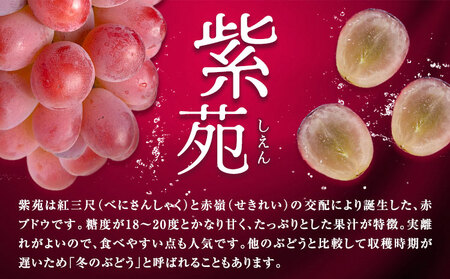 【先行予約】ぶどう紫苑 約600g 1房【配送不可地域あり】 株式会社藍《2026年11月上旬-12月上旬頃出荷》岡山県 浅口市 岡山県産 ぶどう フルーツ 果物 くだもの しえん 赤ぶどう 送料無料