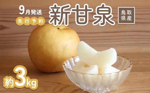 【2026年 先行予約】新甘泉 3kg 進物用｜鳥取 山根農園 梨 2026年収穫後 9月頃～順次発送予定※着日指定不可【41062】