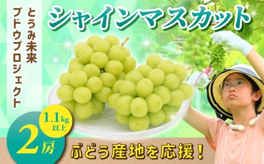 ぶどうの産地を応援！！とうみ未来ブドウプロジェクトと子どもたちが送る　シャインマスカット 2房（1.1kg以上）【秋お届け】｜長野県  人気 ぶどう 贈答用 ギフト フルーツ 果物 おすすめ 厳選 種無し 皮ごと 大粒
