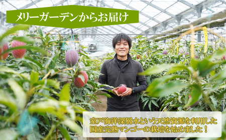 【令和7年6月中旬ごろより発送】完熟マンゴーと生ライチのセット マンゴー 1玉 生ライチ 6～8玉入り 室戸海洋深層水使用 アップルマンゴー （アーウィン） 生ライチ 国産 先行予約 先行受付 果物