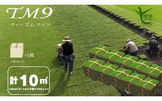 芝生(省管理型コウライ芝　TM9ティーエムナイン)10束セット※10平米分【芝生 芝 トヨタ トヨタ自動車 家庭用 痛くない 日本芝 ガーデニング 10平米 10㎡ 10平方メートル 庭 植物 人気 おすすめ 鳥取県 琴浦町 送料無料】