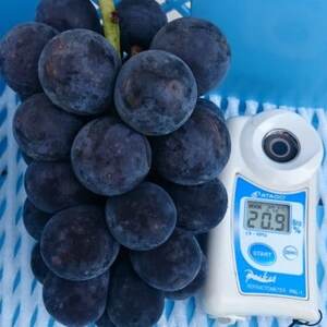【2024年10月上旬発送】「幻の牧丘天空キング巨峰」 約1kg(2～4房)【配送不可地域：離島・北海道・沖縄県・中国・四国・九州】【1473336】