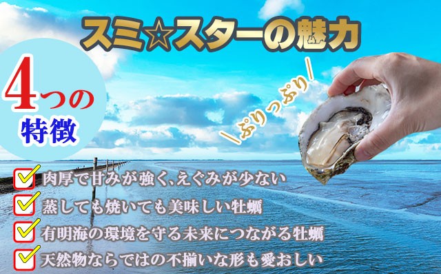 天然 有明海産「冷蔵スミノエ牡蠣」スミ☆スター3Kg 殻付き牡蠣 かき 牡蠣 カキ 鍋 海産物 貝類 貝 はしま海苔
