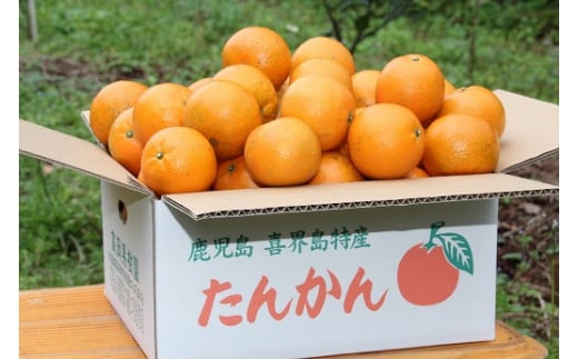 
             【2026年２月頃発送】たんかん(5Kg)　高岡果樹園直送
          