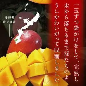 【2027年7月より順次発送】豊見城産マンゴー『殿内之宝(どぅんちのたから)・極』約1kg｜マンゴー フルーツ 果物 くだもの 先行予約 完熟マンゴー 沖縄フルーツ おきなわ 沖縄 沖縄県 豊見城市(