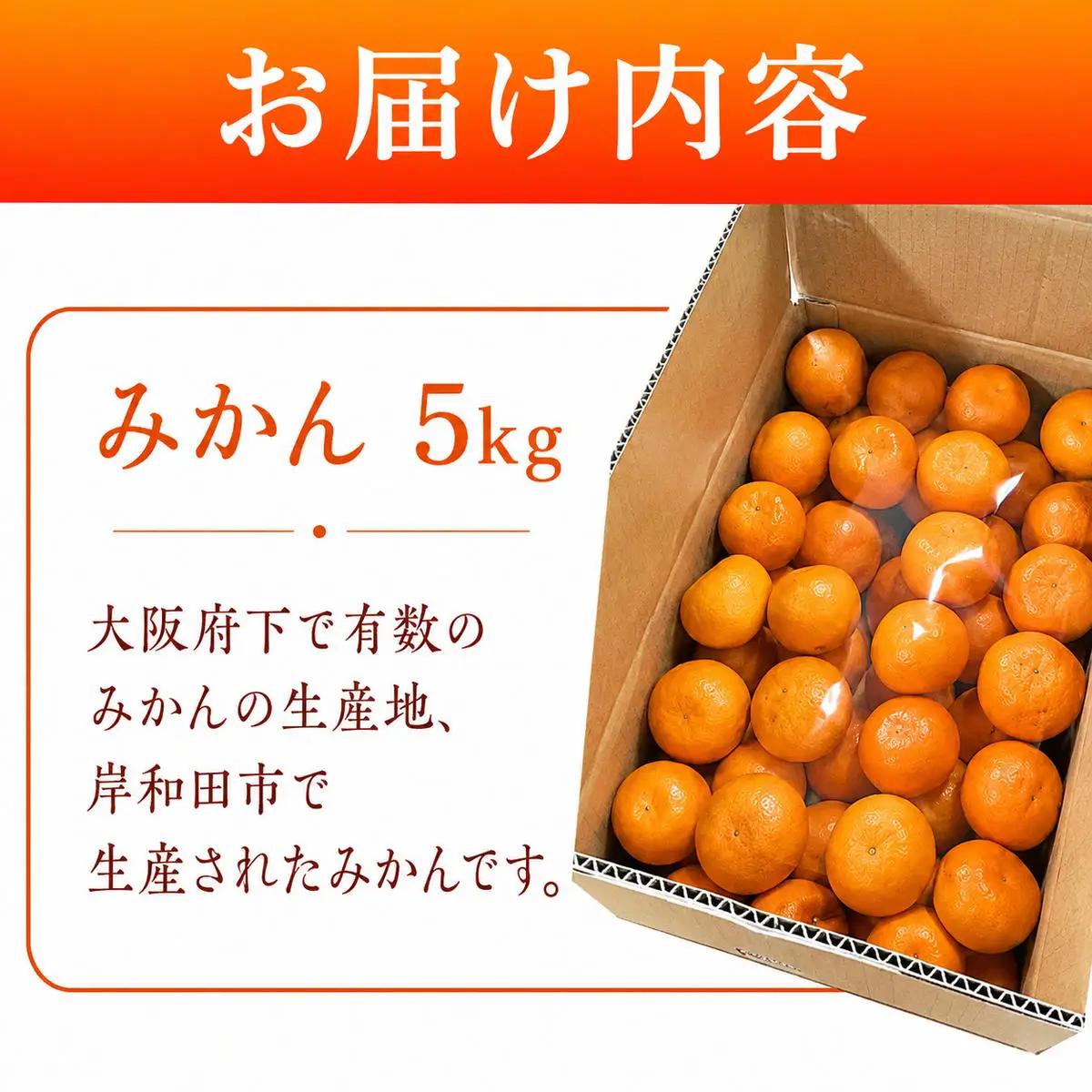 泉州みかん 5kg 先行予約 愛彩ランド厳選 ミカン みかん 蜜柑 【数量限定】フルーツ 果物 くだもの 柑橘 旬の味覚 お取り寄せ 冬ギフト 贈り物 ギフト 家庭用 大阪府 岸和田市