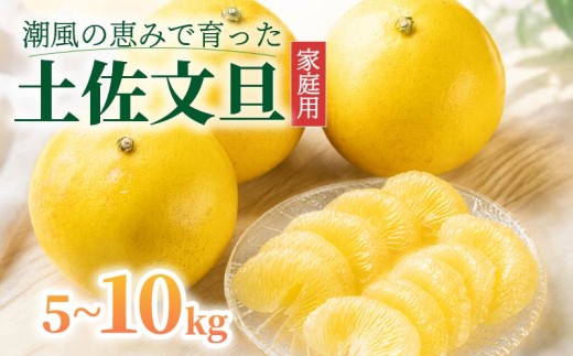【令和9年1月下旬発送開始】　土佐文旦 10kg L 2L 数量限定 家庭用 みかん 文旦 ぶんたん mikan 蜜柑 ミカン 分担 産地直送 国産 減農薬 特産品 ゼリー ジュース ジャム 限定 甘い 果実 果肉 フルーツ デザート スイーツ 果物 柑橘 かんきつ 冬 家族 ビタミン おやつ 数量限定 期間限定 季節限定 旬 常温 贈答 ギフト 高知 中土佐 土佐 10000円 1万円