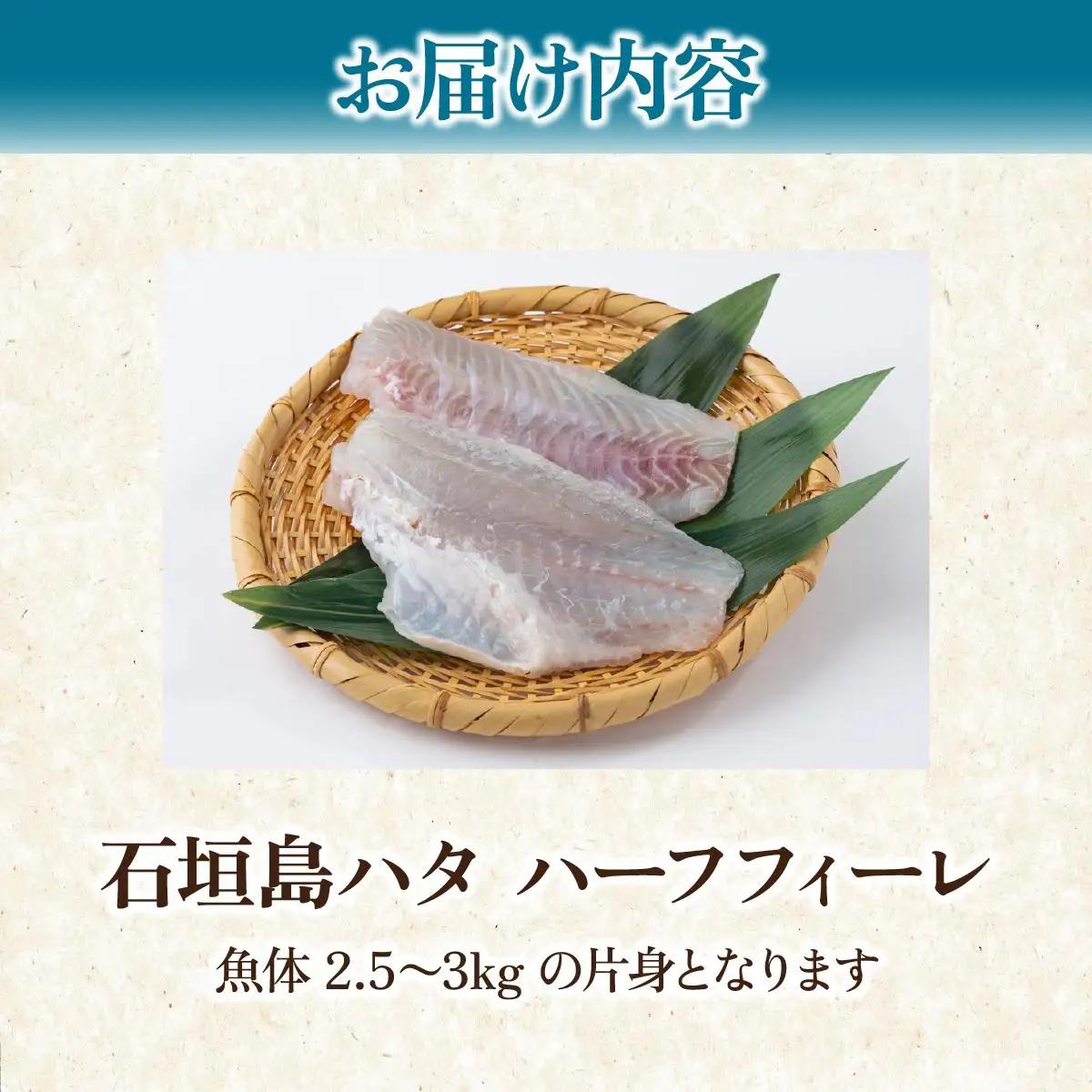 石垣島 ハタ ハーフフィーレ