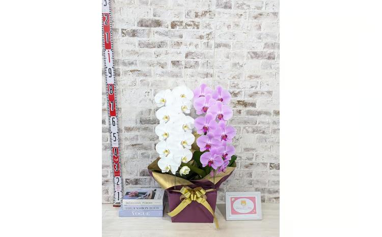 B098　【☆新機能☆ZERO胡蝶蘭】　紅白胡蝶蘭　２本立て＊白・ピンク＊（大輪）＜７つの特典付き！＞〈約高さ８５ｃｍ、横幅４０ｃｍ、奥行き４０ｃｍ〉22輪以上