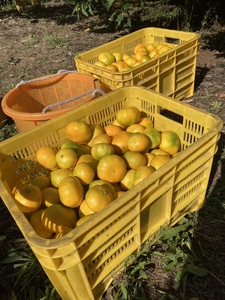 早生みかん 10kg ご家庭用 農園直送 先行予約 11月発送 愛媛 数量限定 愛媛県産 人気 柑橘 伊予市｜B255