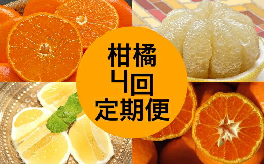 【ふるさと納税】【令和8年発送】　柑橘フルーツ4回定期便（ぽんかん3kg・麗紅3kg・文旦5kg・小夏3kg）みかん4種 定期便 果物 果実 柑橘 フルーツ デザート おやつ 美味しい おいしい 国産 ギフト プレゼント 贈答 高知県 高知 土佐清水 故郷納税 【J00018】