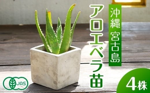 アロエベラ 苗 4株 沖縄・宮古島産｜有機JAS 観葉植物