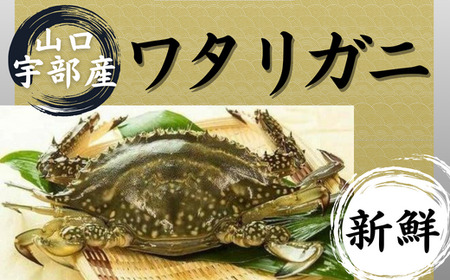 【北海道・東北・沖縄・離島配送不可／着日指定必須】宇部産 ワタリガニ 約600ｇ 2～3杯入り ワタリガニ 宇部