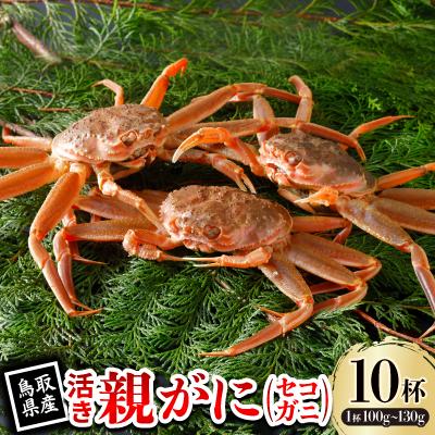 ふるさと納税 智頭町 【先行予約】鳥取県産 活 親がに(セコガニ)100〜130g×10杯 2026年11月発送