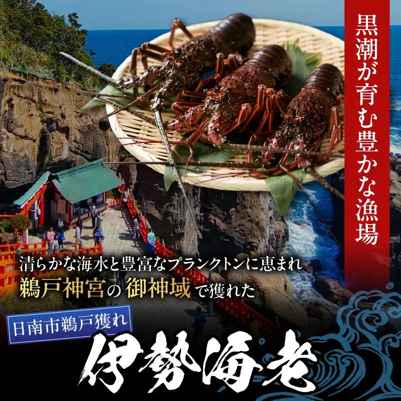 ≪ 期間限定・数量限定 ≫ 伊勢海老 約1kg (2～4尾) 伊勢えび イセエビ 海鮮 海産物_I34-26