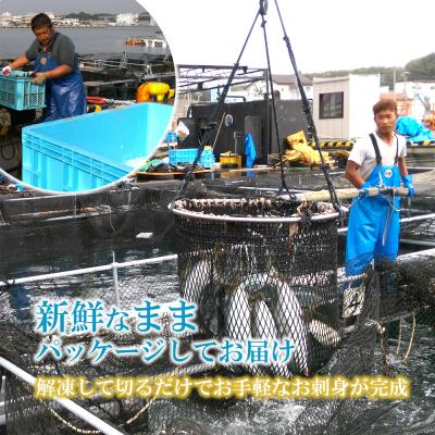 ふるさと納税 三浦市 【高鮮度】鮮魚活〆シマアジお刺身セット |  | 02
