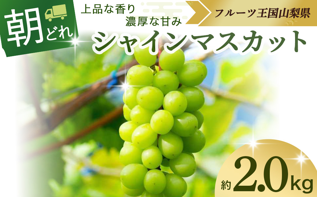 【2025年発送】シャインマスカット 約2kg 先行予約 山梨県産 国産 産地直送 人気 おすすめ 贈答 ギフト お取り寄せ フルーツ 果物 くだもの ぶどう ブドウ 葡萄 朝どれ新鮮 甘い 皮ごと 