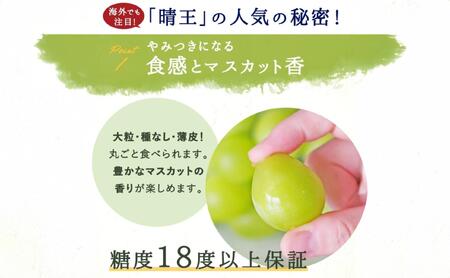 シャインマスカット晴王3～5房（約2ｋｇ）