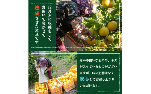 訳あり 文旦 5kg 早期予約 2026年2月より 順次発送  産地直送 安和 文旦 家庭用 高知県産 柑橘 フルーツ ぶんたん 果物 みかん 高知県 須崎 NPO004_x