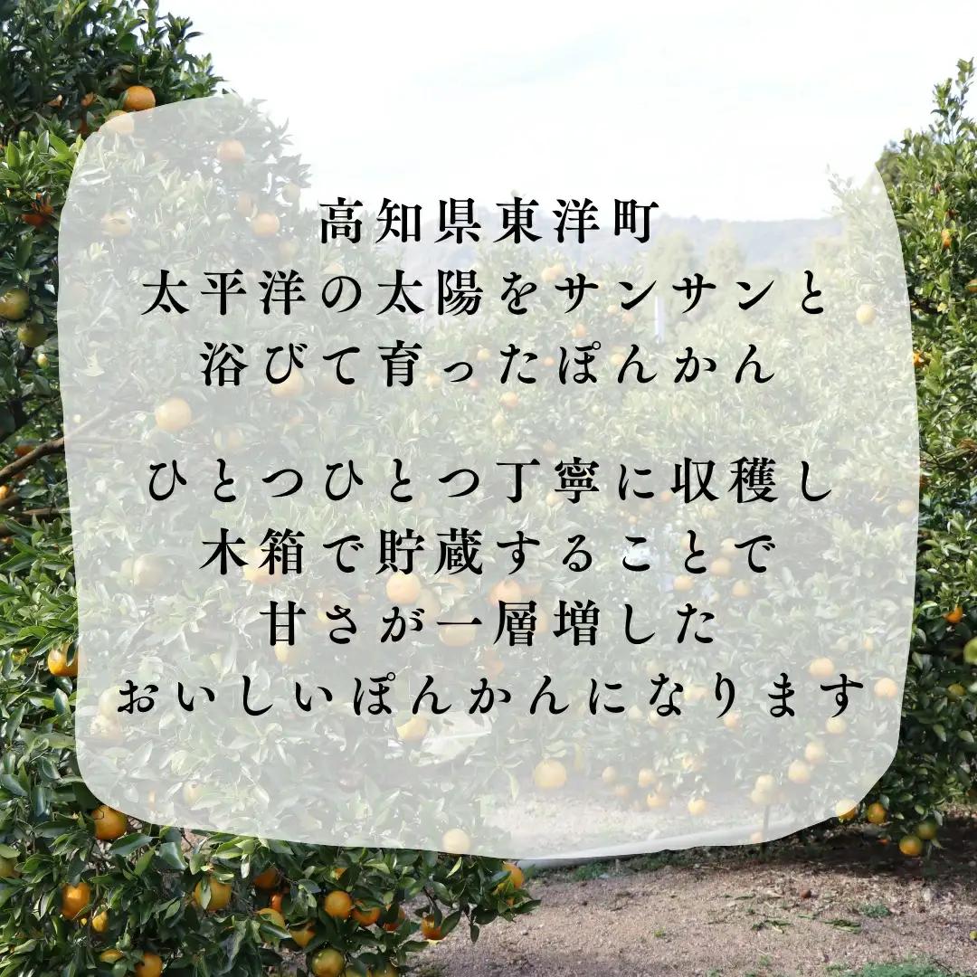 徳村の訳ありぽんかん サイズおまかせ ＜5kg＞