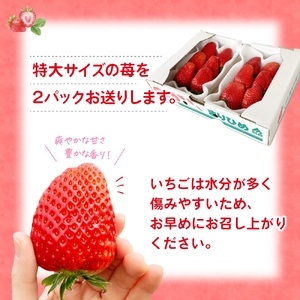 特大まりひめイチゴ 朝摘 6個～11個入×2パック【2025年1月中旬頃より発送】【先行予約】【KT3】【BH003-kiy003】