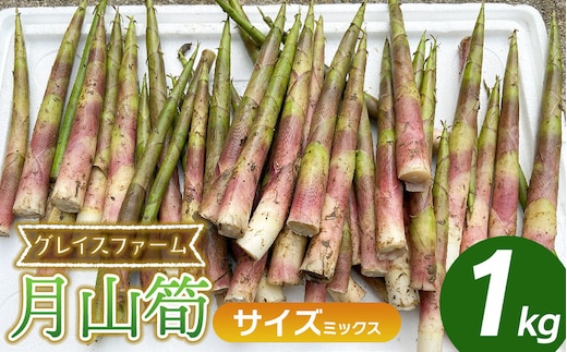 
										
										【令和7年産先行予約】月山筍 サイズミックス 1kg 山形県鶴岡産 グレイスファーム
									